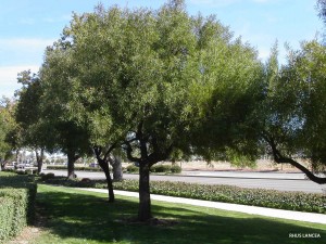 Rhus lancea - standard 1